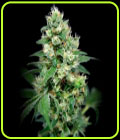 Grapefruit Barb - House of the Great Gardener