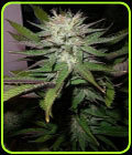 Grapefruit Diesel - Next Generation Seeds