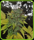 Grapefruit Diesel - Pheno Finder Seeds