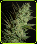 Grapefruit Haze - Next Generation Seeds
