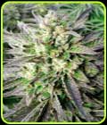 Grapefruit Krush - Emerald Triangle Seeds