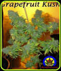Grapefruit Kush - Next Generation Seeds