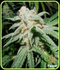 Grapefruit Tangie - Flavour Chasers