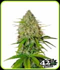 Grapefruit'matic - FastBuds