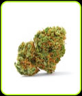 Grapefruit x Bubblegum Auto - Growers Choice