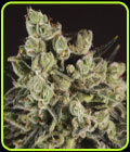 Grapefruit x SCBDX - Super CBDx Seeds