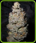 Grapegod - Next Generation Seeds