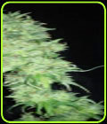 Greasy - Prana Seeds