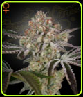 Great White Shark - Green House Seeds