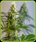 GreenAvenger - Brothers Grimm Seeds