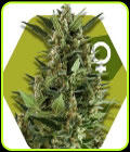 Green AK XL - Zambeza Seeds