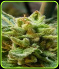 Green Apple - KDS Seeds