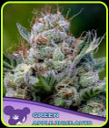 Green Apple Juice Auto - Anesia Seeds