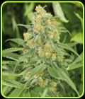 Green Crack 2.0 - Humboldt Seed Organisation