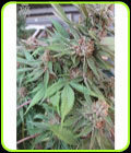 Green Crack - SickMeds Seeds