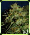Green Crack - Cali Connection Seeds