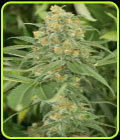 Green Crack - Humboldt Seed Organisation