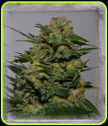 Green Crack - Garden of Green