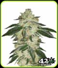 Green Crack - FastBuds