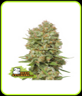 Green Crack - Seed Stockers