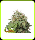 Green Crack Auto - Seed Stockers