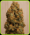 Green Crack CBD - Humboldt Seed Organisation