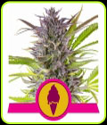 Green Gelato - Royal Queen Seeds