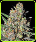 Green Love Potion - Samsara Seeds
