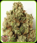 Green Ninja - Heavyweight Seeds