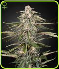 Green-O-Matic Auto-flowering - Green House Seeds