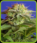 Green Poison - Sweet Seeds