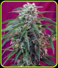 Green Poison Auto - Sweet Seeds