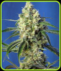Green Poison CBD - Sweet Seeds