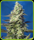 Green Poison XL Auto - Sweet Seeds