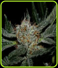 Grenadine - Karma Genetics
