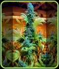 Grimmdica - Brothers Grimm Seeds