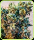 Grimmdog XX - Brothers Grimm Seeds
