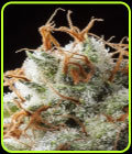 Grizzly Kush - Elemental Seeds
