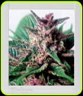 Grizzly Purple Auto - BlimBurn Seeds