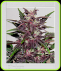 Grizzly Purple Kush - BlimBurn Seeds
