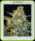 Guanabana - BlimBurn Seeds