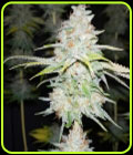 Guava Cake - Grateful Seeds