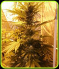 Guava Dub Star - Holy Smoke Seeds