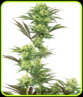 Guava Jelly - White Label Seeds