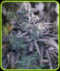 Guava Jelly - Grounded Genetics