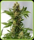 SALE - Guerrilla Ryder Auto - Freedom of Seeds - Freedom of Seeds