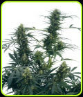 Guerrilla's Gusto - Sensi Seeds