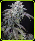 Gulupa - Paradise Seeds