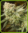 Gummy Bear - Elemental Seeds