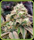 Gushers Fast Flowering - Humboldt Seed Organisation